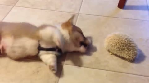 Cute dog baby dog playing animal video