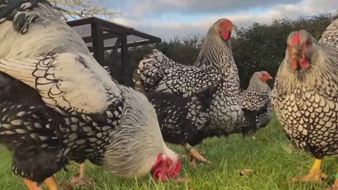 California Gray Hens