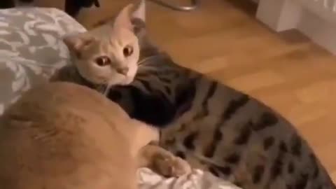 Stop Taking Video Cat sweet Funny scene