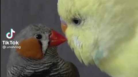 When birds love each other