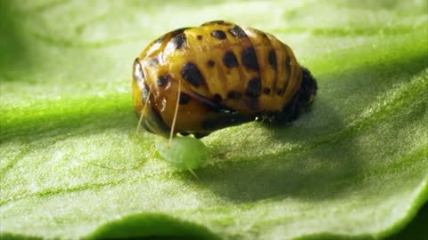 newly hatched ladybug