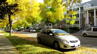 Morning Fresh Autumn Street Day Yellow Tree Leafs