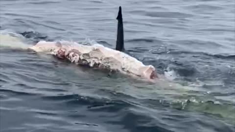 Great Whites Circle Boat and Feed on Whale