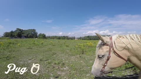 Pug On A Horse