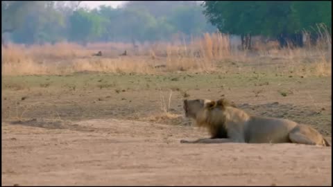 Grup lions in savanna..!!!