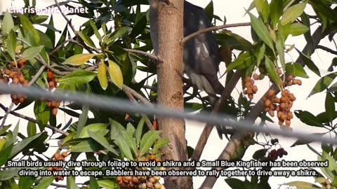 Amazing Moments: Shikra Bird of Prey on Lizard