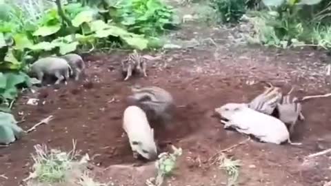 Piggy growing up in battle