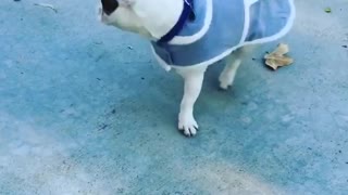 French bulldog wearing jacket tries to take it off