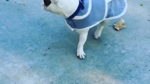 French bulldog wearing jacket tries to take it off