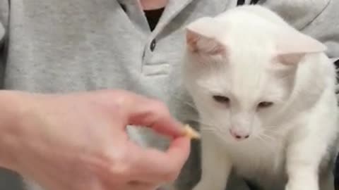 Yummy Pussy Cat