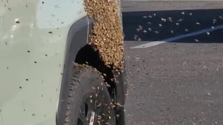 Bees Swarm SUV in Parking Lot