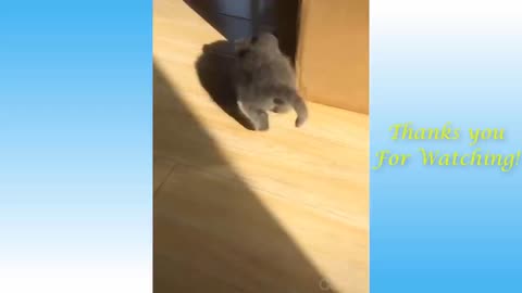 Funniest Animals - Best Of The 2021 Funny Animal Videos