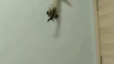 The cat climbed the wall