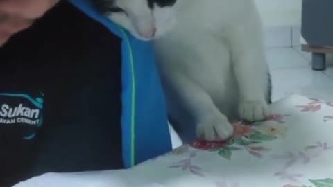 Romantic pet cat (very touching)