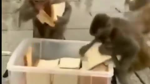 Attack of Monkey 🐒