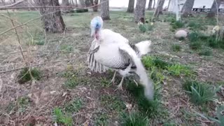 Turkey Dance!!