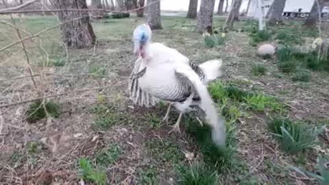 Turkey Dance!!
