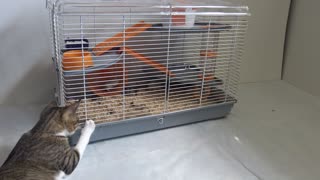 Small Cat Rolls in front of the Hamster Cage