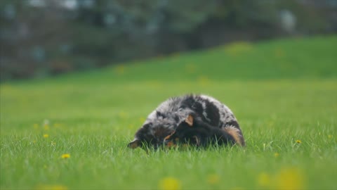 Two cute baby dogs playing