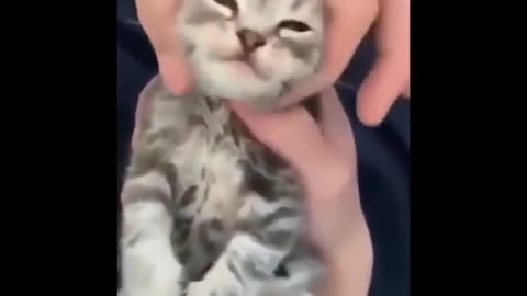 Cute Kitten getting a massage