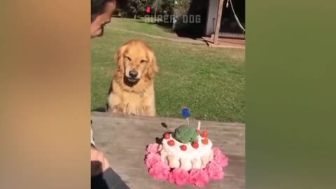 Funny Dog Reaction to Cutting Cake P1 | Super Dog vol. 4