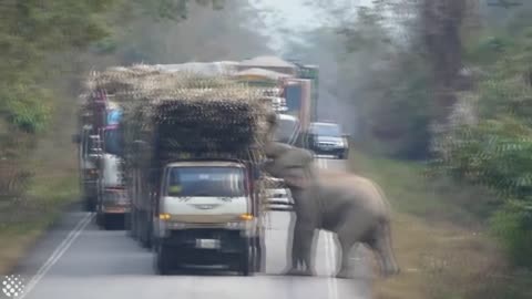 Elephant blocking the trucks and taking bundle of sugarcane