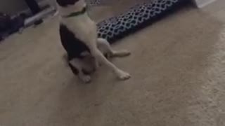 3 legged black and white dog jumps back and forth on carpet