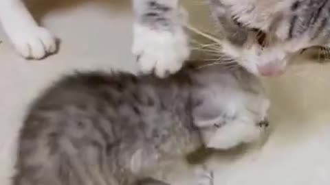 Cat Doesn't Like to Share | FUNNY Must Watch !!!