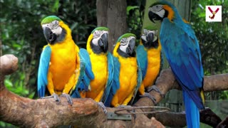 Parrots lives for more than 50 years - here are 10 interesting facts about parrots
