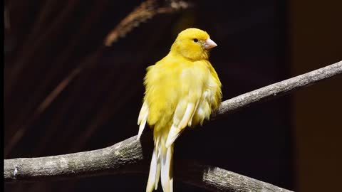 sound of the canary