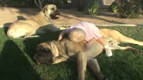 Baby play with puppy and sit on the puppy back