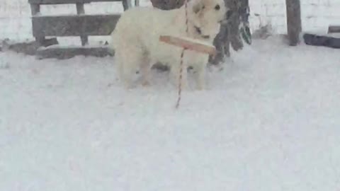 SNOW TIME for FLUFFY PUPPY!!