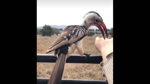 TTHE BEST SAFARI ADVENTURE FEEDING SUPER CUTE AND COLORFUL BIRDS