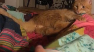 Man tries to touch orange cat butt