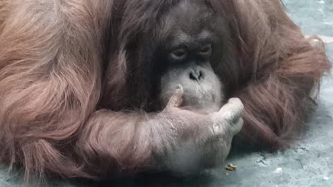 Funny Orangutan eats lying on the floor