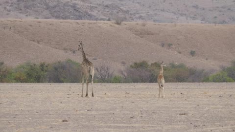 Mother and baby giraffe walking on the savanna