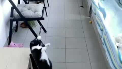 Funny cat try to catch a ball