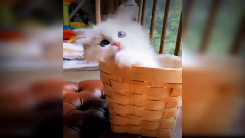 BABY CUTE CATS AND FUUNY CATS VIDEO ll #MFGfun