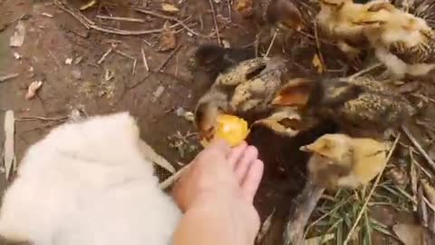 chickens fighting for food