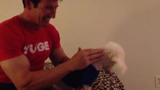 Tiny Poodle Gets A Professional Massage