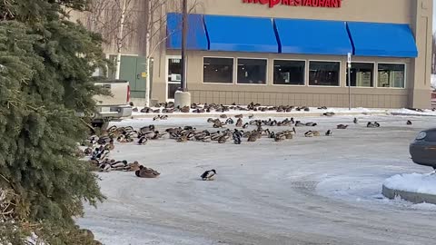 These guys are in down town Wasilla, Alaska