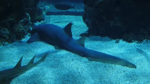 Ocean 🦈 shark