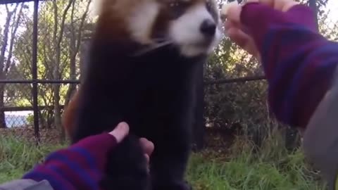 Adorable Red Panda OMG!
