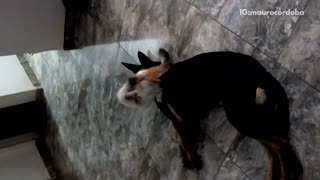 White brown black cat trying to climb on top of black dog on tile floor