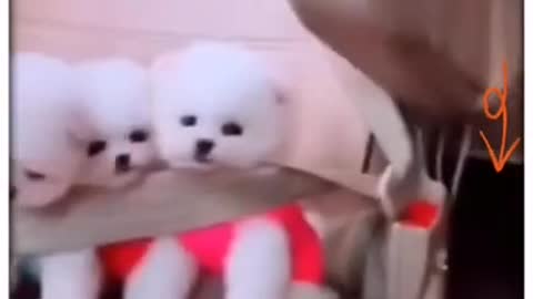 Cute Puppies As A Twins Videos