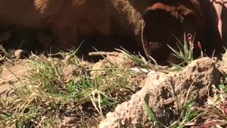 Small brown weiner dog digging hole in backyard between bricks