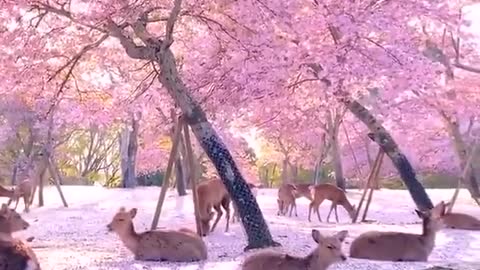 Deer Lounge Under Cherry Blossom Trees In Japan's Nara Park