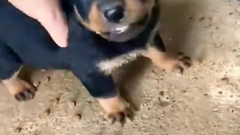 Angry rotweiller puppy barking