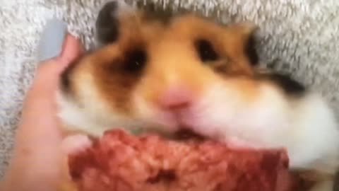 Hamster Gobbles Pizza