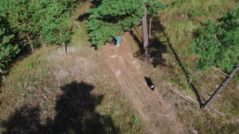 Young woman and her cute well trained dog playing together in the edge of the forest - aerial view